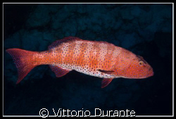 A Plectopromus Pessuliferus at Jackson Reef by Vittorio Durante 